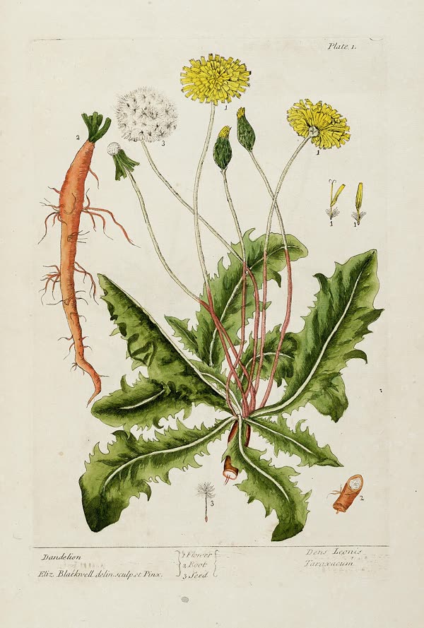Dandelion — Jupiter's herb