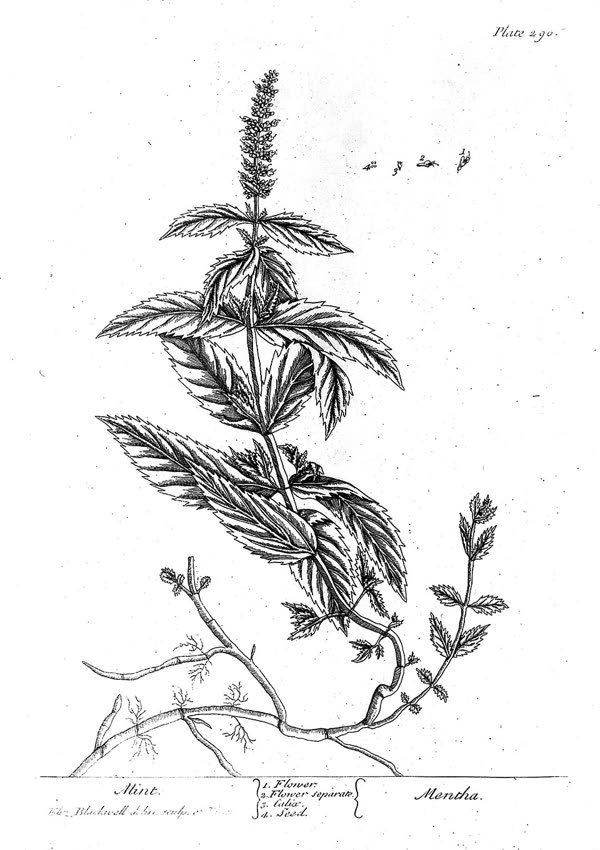 Mint — a herb of Venus