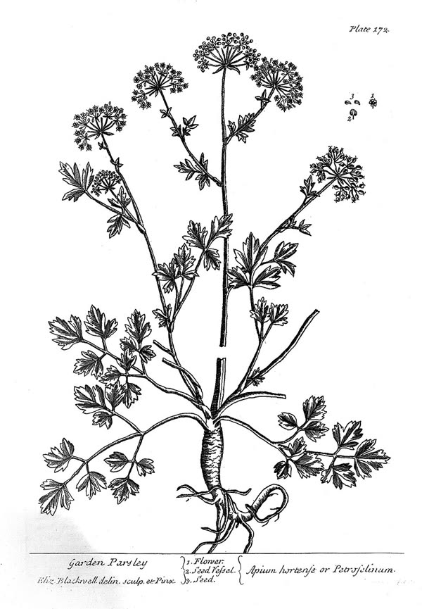 Garden parsley — Mercury's herb