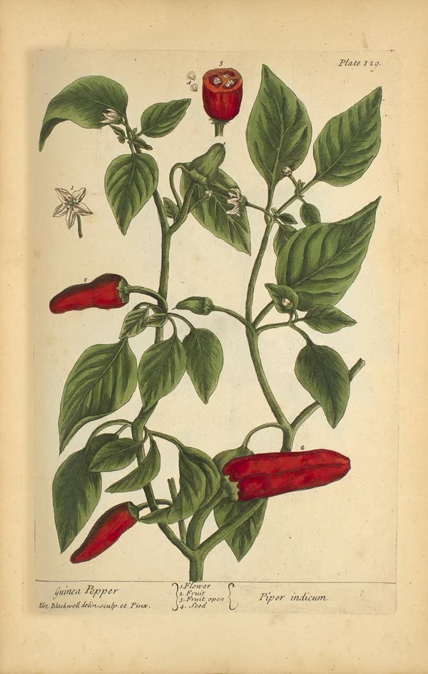 Pepper — a warming, Mars-governed herb