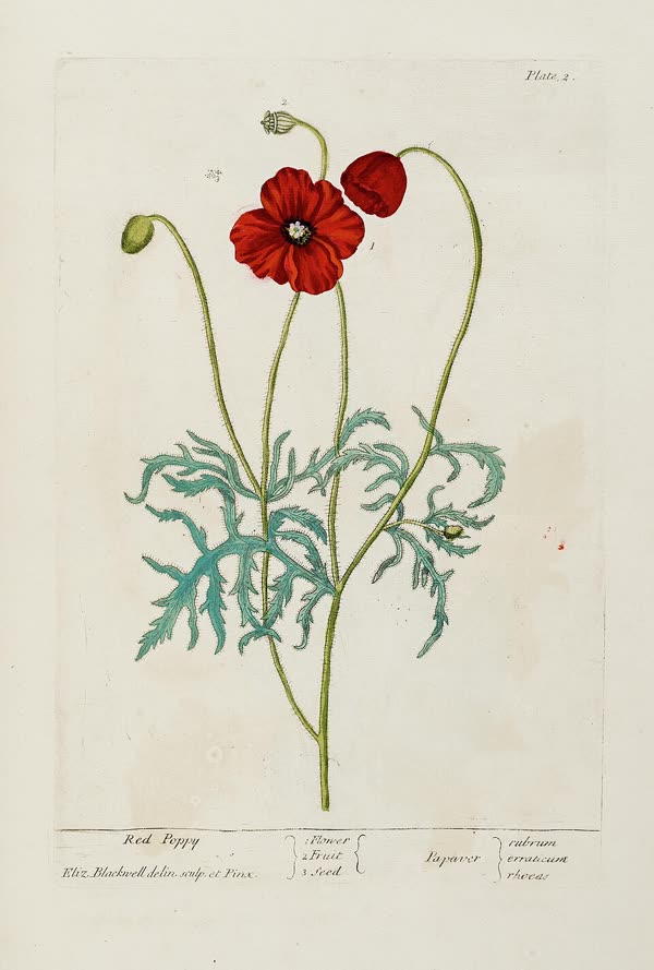 Red poppy — for rest and quiet