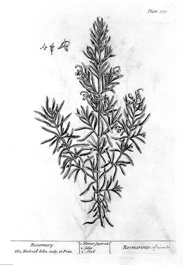 Rosemary — an herb of the Sun